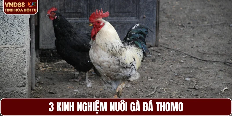 3 kinh nghiệm nuôi gà đá Thomo