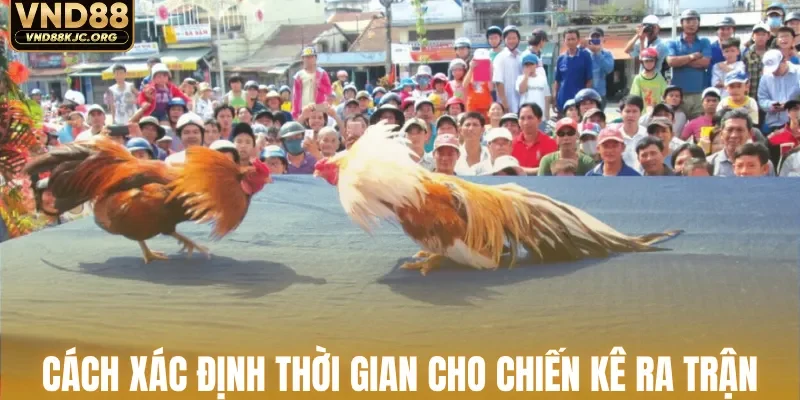Cách xác định thời gian cho chiến kê ra trận