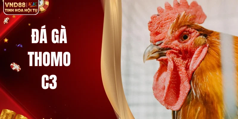 Đá Gà Thomo C3 Trực Tiếp Lịch Thi Đấu Mới Nhất Hôm Nay