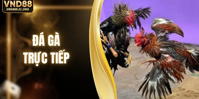 Đá Gà Trực Tiếp - Trải Nghiệm Sới Gà Chuyên Nghiệp 2026