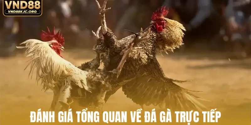 Đánh giá tổng quan về đá gà trực tiếp