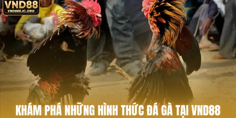 Khám phá những hình thức đá gà tại VND88