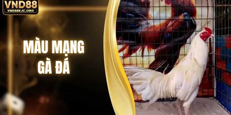 Màu Mạng Gà Đá - Bí Kíp Chọn Kê Phong Thủy Bất Bại 2026