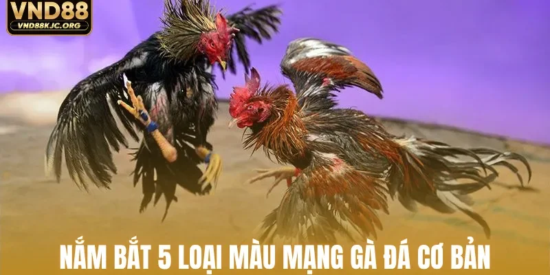 Nắm bắt 5 loại màu mạng gà đá cơ bản