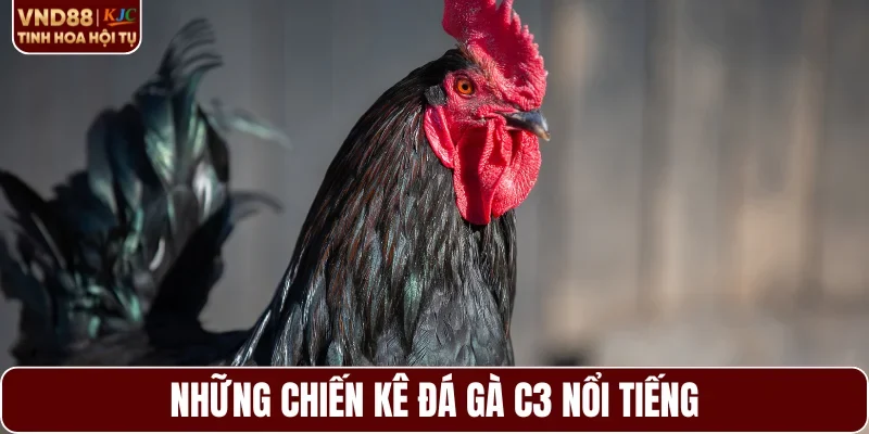 Những chiến kê đá gà C3 nổi tiếng