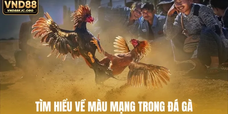 Tìm hiểu về màu mạng trong đá gà