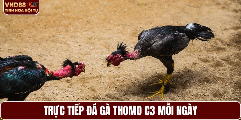 Trực tiếp đá gà Thomo C3 mỗi ngày